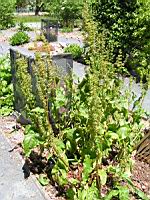 Rumex Patientia, fam. Polygonacees, Europe (2) (Photo F. Mrugala)